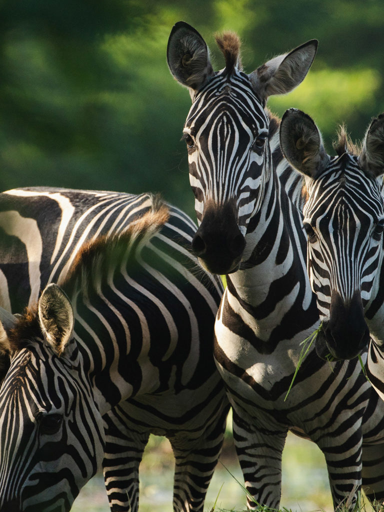 Zebras on a safari in Costalegre