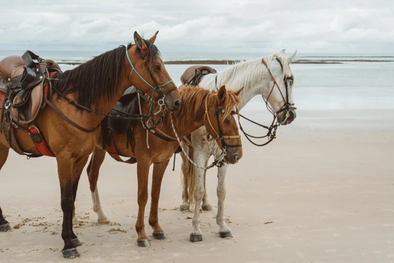 Saddled horses on the beach in Costalegre