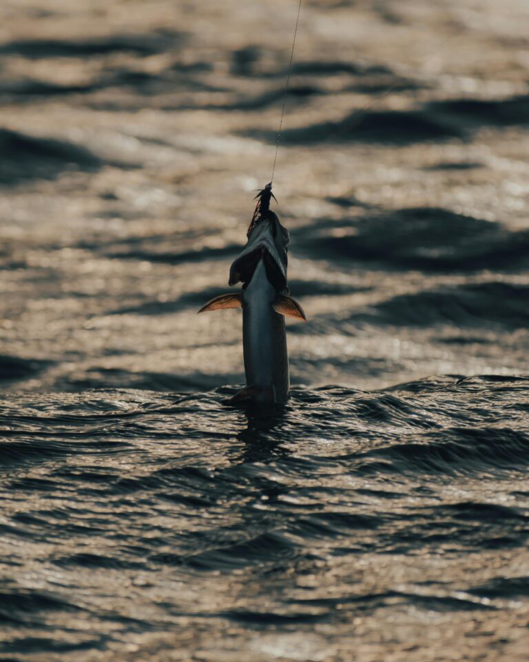 Fish leaping out of the water in the Pacific