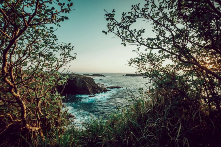 The sea through the trees of the Costalegre coastal forest