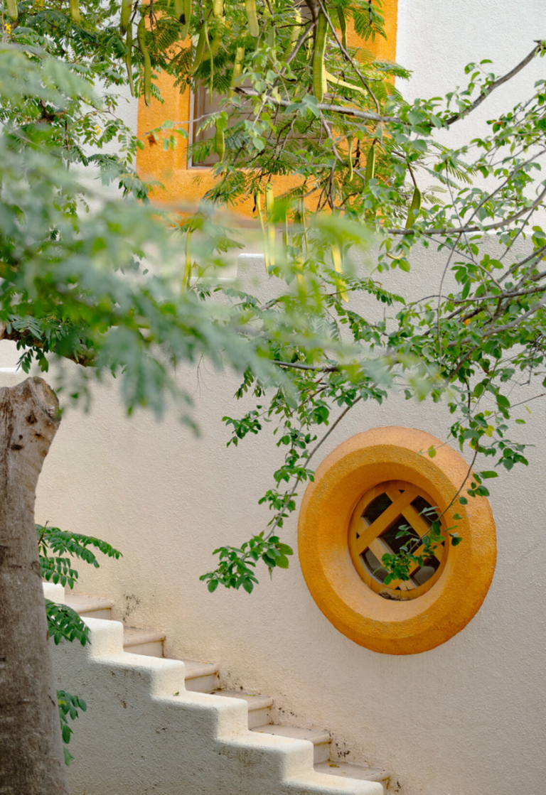 Yellow tropical blossom in the gardens of Casa Papelillo